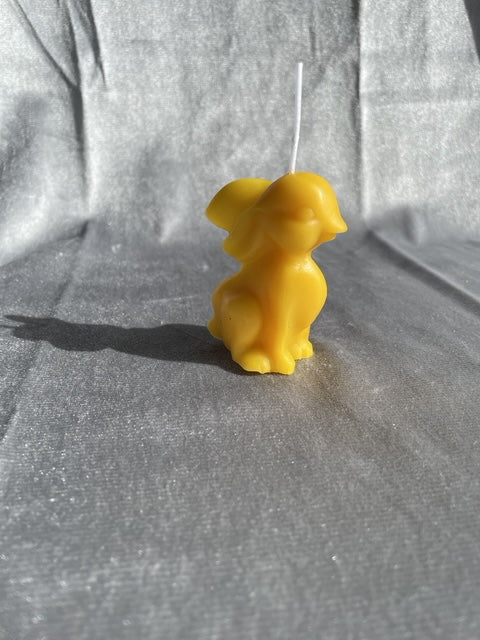 Hase