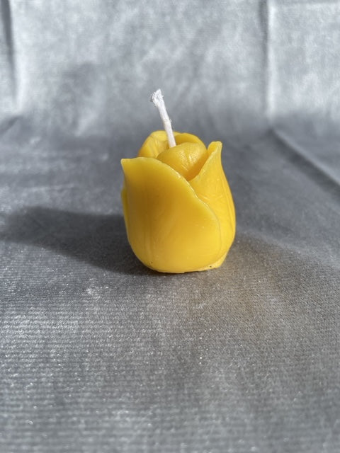 Tulpe