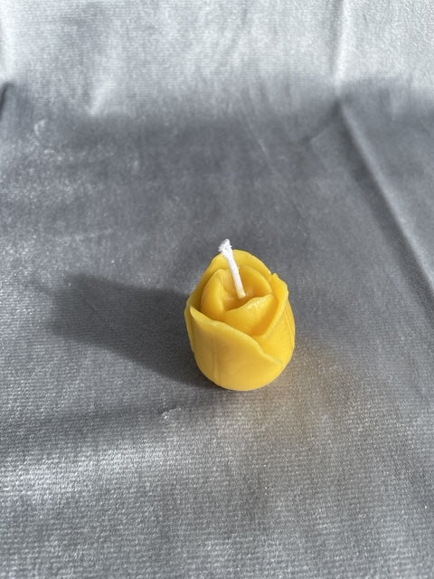 Tulpe